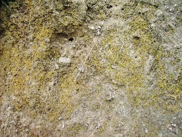 Eski duvarın arkasında bir taş deseni var.