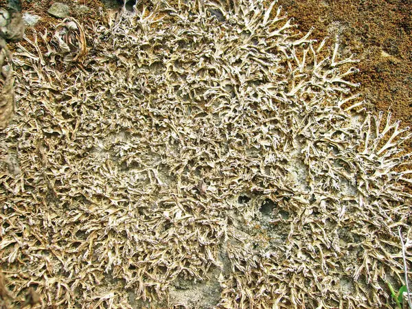 Arka plan dokusu olarak doğal kaya ya da taş materyali