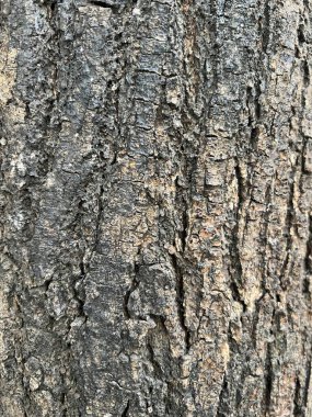 ağaç kabuğu dokusu arkaplanı