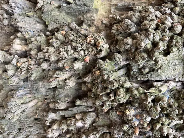 Eski ahşap arkaplan dokusu