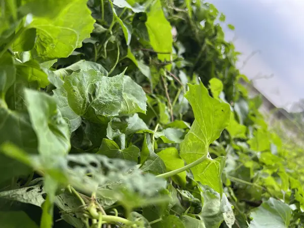 Bahçede yeşil yapraklar