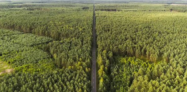 Polonya 'da yol ve orman