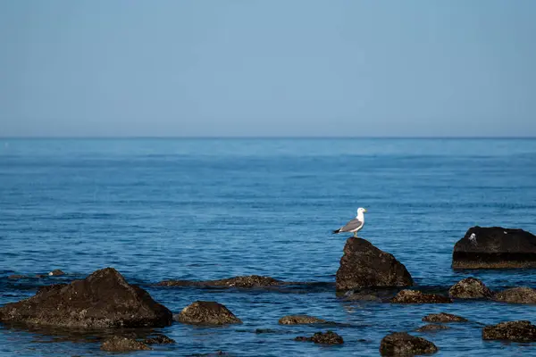 Sardunya sahilinde bir martı.