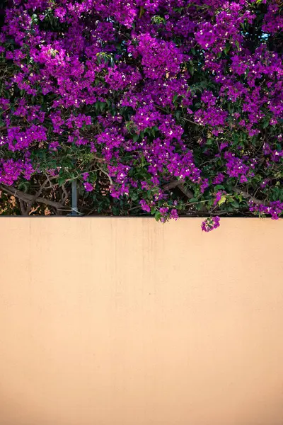 Sardunya 'da çiçek çiti