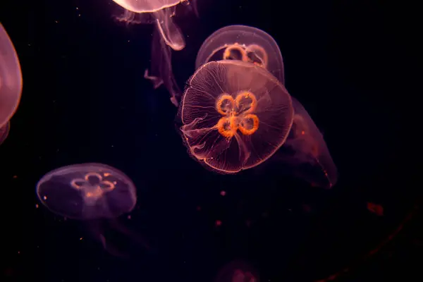 Akvaryumdaki bir denizanası.