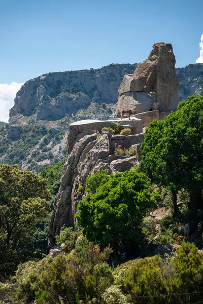 Sardunya 'da kayalarda bir keçi