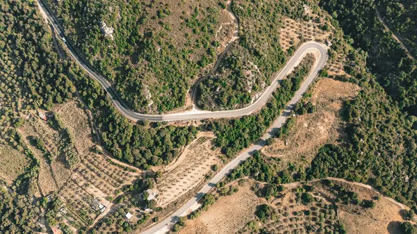 İtalya 'da zeytin ağaçları