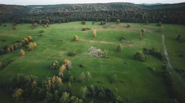 Polonya 'da bir çayırda otlayan bir koyun sürüsü