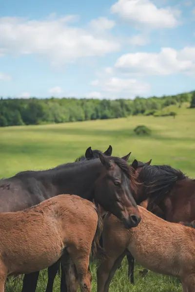 Gorlice yakınlarındaki çayırlarda grup halinde atlar