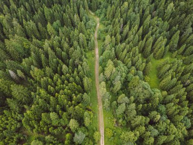Polonya 'daki bir ormanın yukarısından bir fotoğraf.