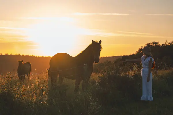 Polonya dağlarında bir çayırda bir at