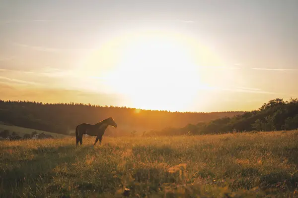 Polonya dağlarında bir çayırda bir at