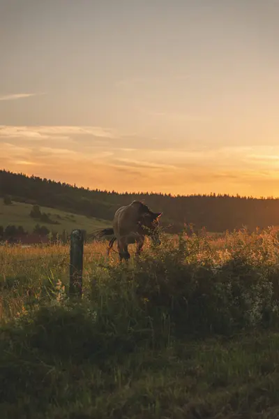 Polonya dağlarında bir çayırda bir at