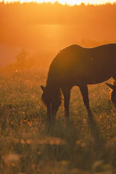 Çimen yiyen ordövr Polonya