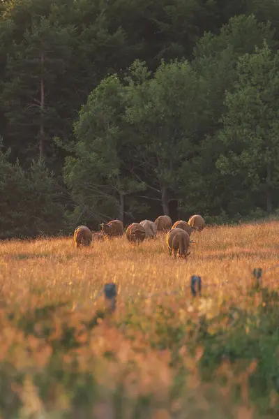 Polonya 'da bir çayırda otlayan inekler