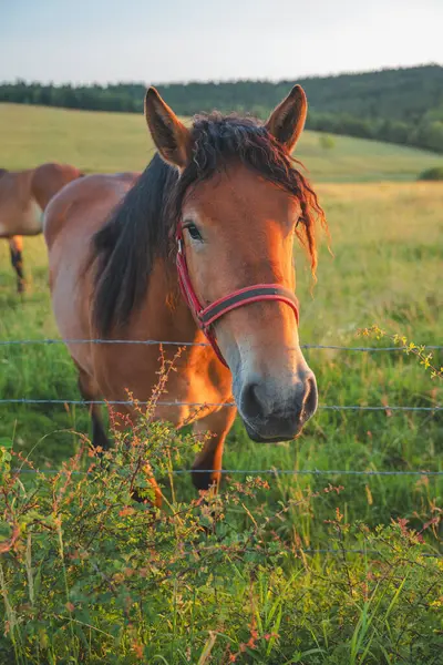Gorlice yakınlarındaki çayırlarda grup halinde atlar