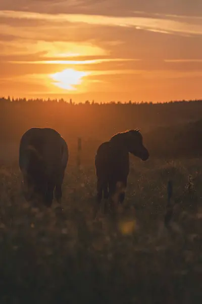 Polonya dağlarında bir çayırda bir at