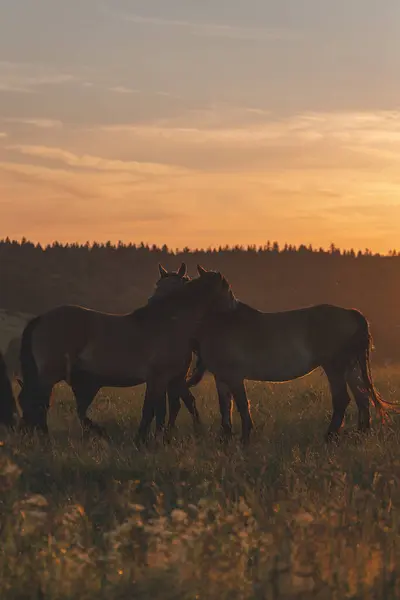 Polonya 'da gün batımında çayırlarda sarmaş dolaş atlar