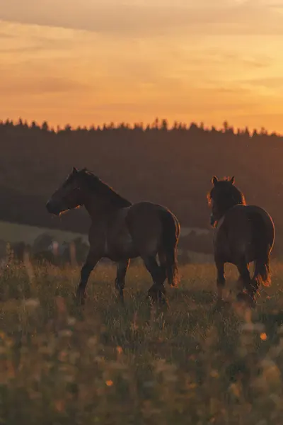 Polonya dağlarında bir çayırda bir at