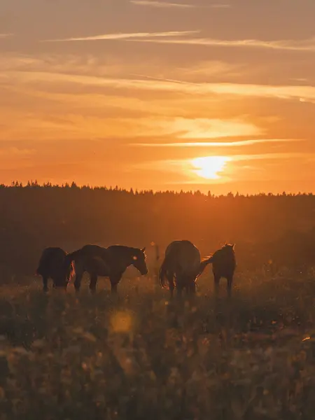 Polonya dağlarında bir çayırda bir at