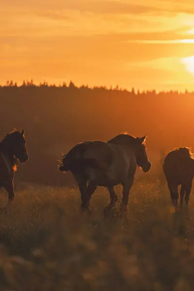 Polonya dağlarında bir çayırda bir at