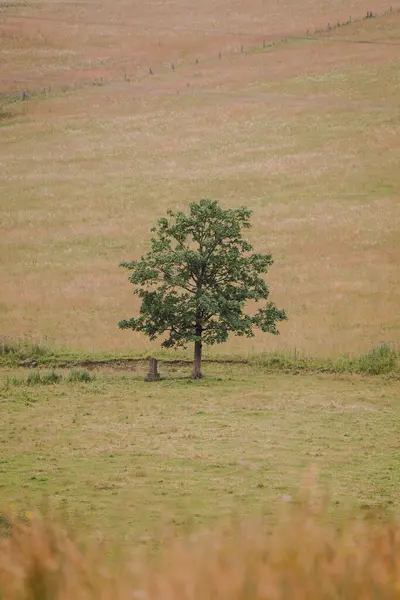 Polonya 'da çayırdaki tek ağaç
