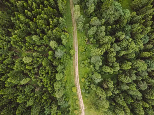 Polonya 'daki bir ormanın yukarısından bir fotoğraf.