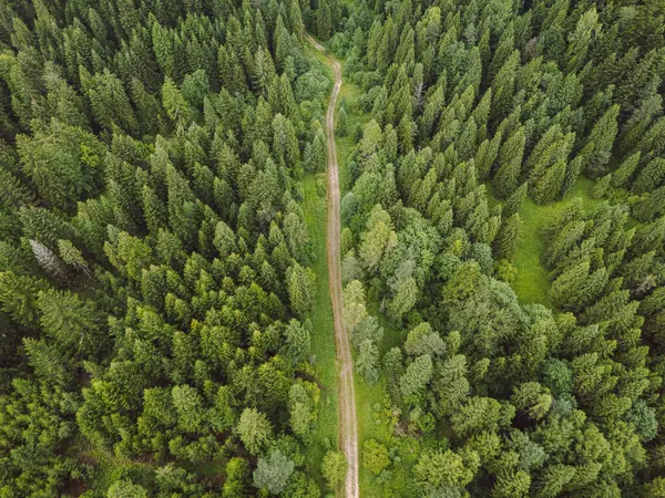 Polonya 'daki bir ormanın yukarısından bir fotoğraf.