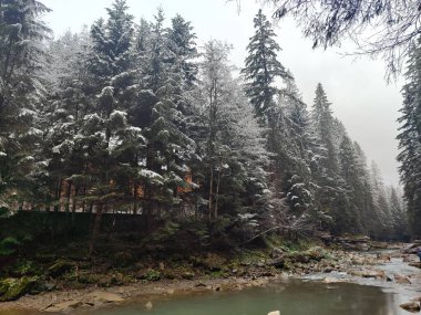 Ormanda, nehrin kıyısında gün doğumu