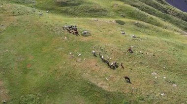 Güzel yeşil bir alanda otlayan vahşi bir at sürüsünün dönüşümlü drone görüntüsü..