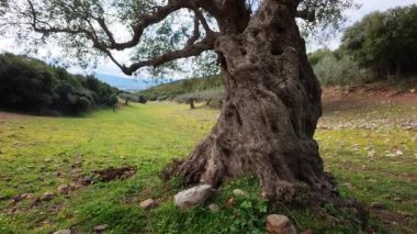 Rüzgarda sallanan eski bir zeytin ağacının yaprakları taşlarla sürülmüş bir tarlanın üzerinden geçerken.