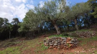 Akdeniz vadisinde geleneksel bir taş duvarda zeytin. Bu ikonik yapı, zeytin yetiştiren bölgelerin kalbinde yüksek kaliteli zeytinyağı üreterek toprağı destekliyor..