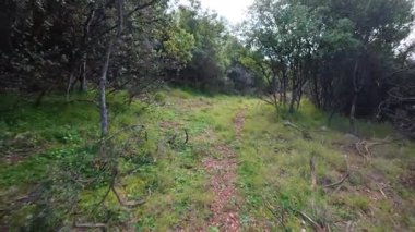 Bulutlu bir bahar gününde sık ağaçlarla çevrili eski, fazla gelişmiş bir orman patikası. Yürüyüş, koşu ve dağ bisikleti için ideal..