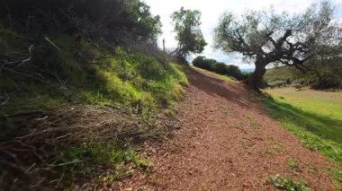 Yunanistan 'da zeytin ağaçları ve yemyeşil bitkilerle dolu bir sonbahar tatili. Bu yol yokuş yukarı bir ormana çıkar. Yürüyüş ve bisiklet gibi doğa aktiviteleri için harika bir yer ve gölge sağlar..