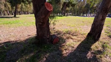 Parkta çürüyen bir ağaç gövdesi yeni dallar açıyor. Bu da ormanın sürekli yenilendiğini kanıtlıyor..