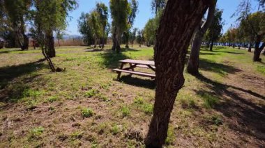 Ahşap piknik masası ve parlak güneş ışığı ve mavi gökyüzü olan sık bir ormanda bank. Rahatlama ve doğa keyfi için huzurlu bir yer..