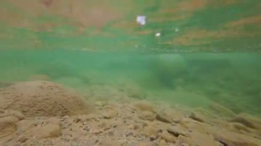 Kayalık bir nehir yatağının açık sualtı görüntüsü. Bitkiler sallanıyor ve su yüzeyi yukarıda görünüyor..