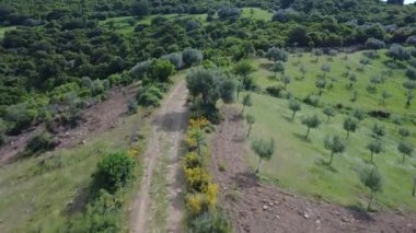 Aşırı gelişmiş bir toprak yol, zeytin ağaçları ve ormanlarla çevrili bir Yunan yamacında uzanıyor. Manzarayı geniş bir açıdan gören bir dron tarafından yakalandı..