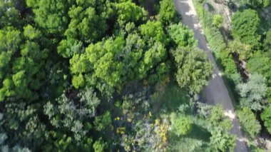 İnsanlar Yunanistan 'ın kırsal kesimindeki yüksek ağaçlar ve Akdeniz bitkileriyle çevrili toprak bir patika boyunca yürüyor. Dikey dron görüntüsü gevşek hareketi yakalar.