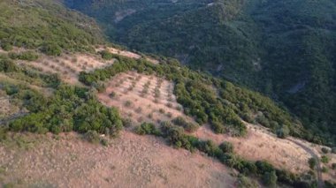 Yunanistan 'ın bir dağ yamacında, genç zeytin ağaçlarıyla işlenmiş ekili bir tarla vahşi Akdeniz bitki örtüsü ve ormanları arasında duruyor. Arka planda gölgeli bir dağ beliriyor..