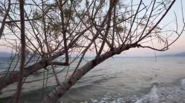 Yunanistan 'da gün batımında sahile vuran dalgalarla bir çakıl taşı plajı çekiliyor. Tamariks dalları Akdeniz 'in huzurlu manzarasına eklenir.