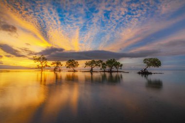 Mangrov ağaçlarının manzarası ve batan sahildeki günbatımının yansıması. Aimoli Sahili, Alor, Doğu Nusa Tenggara - Endonezya