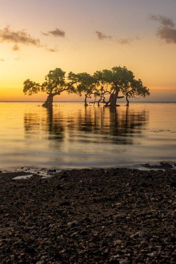 Mangrov ağaçlarının manzarası ve batan sahildeki günbatımının yansıması. Aimoli Sahili, Alor, Doğu Nusa Tenggara - Endonezya
