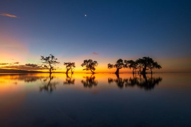 Alacakaranlıkta sahildeki mangrov ağaçlarının silueti. Aimoli plajı, Alor, Doğu Nusa Tenggara - Endonezya