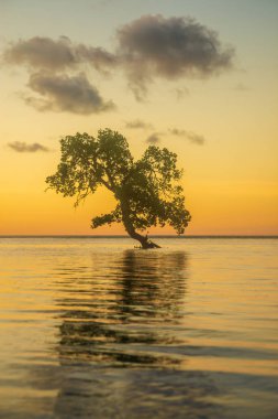 Gün batımında sahilde bir mangrov ağacı. Aimoli Sahili, Alor, Doğu Nusa Tenggara - Endonezya