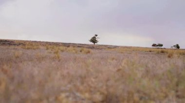Bulutlu bir öğleden sonra kurak mevsimde savananın tepesindeki ağaçların manzarası. Lapang Adası, Alor, Doğu Nusa Tenggara - Endonezya