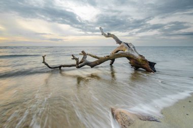 A view of dry trees lying on the beach during a cloudy sunset. Kokar, Alor, East Nusa Tenggara - Indonesia