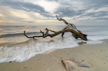 A view of dry trees lying on the beach during a cloudy sunset. Kokar, Alor, East Nusa Tenggara - Indonesia