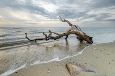 A view of dry trees lying on the beach during a cloudy sunset. Kokar, Alor, East Nusa Tenggara - Indonesia