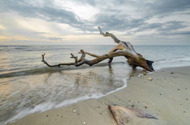 A view of dry trees lying on the beach during a cloudy sunset. Kokar, Alor, East Nusa Tenggara - Indonesia